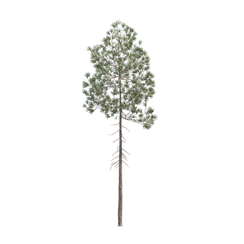 Pinus Pinaster - Maritime Pine 03